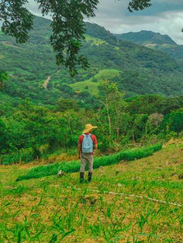 panama-limones-persa